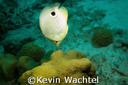 Four Eye Butterfly Fish doing a nose stand.  Taken 8/2/07... by Kevin Wachtel 